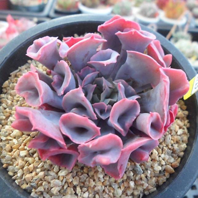 trumpet succulent PRESALE Echeveria Trumpet Pinky, (Not so Random) – Cedar Creek Farmhouse
