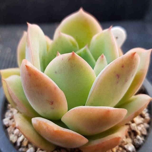 succulent that smells like lemon Echeveria Lemon Tree, (Not so Random) – Cedar Creek Farmhouse