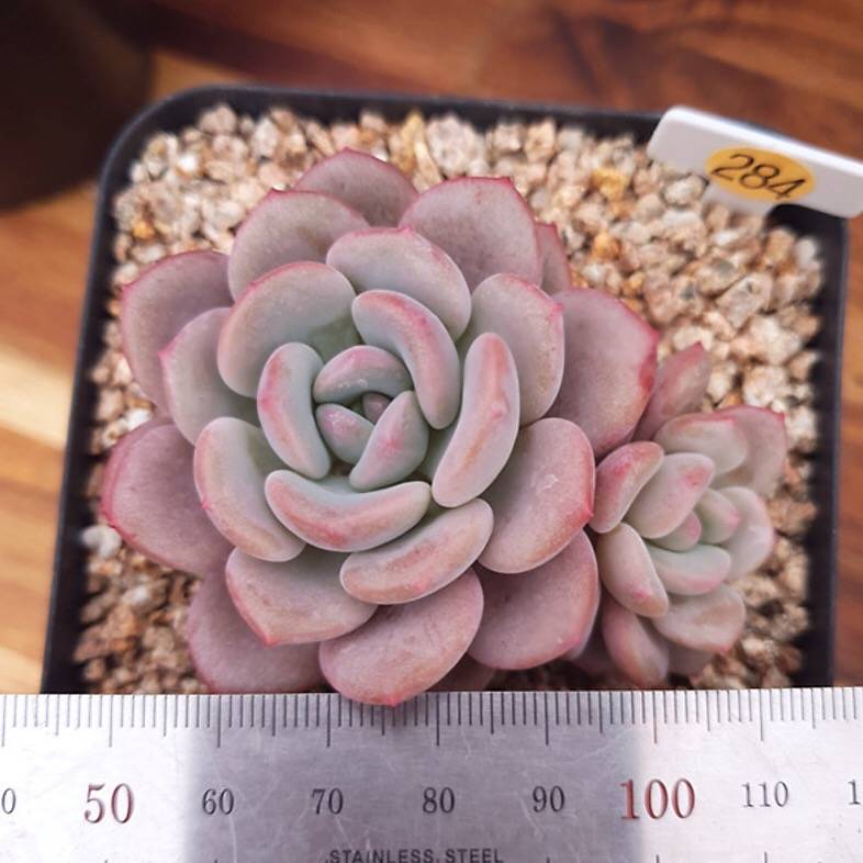 ice cream succulent PRESALE Echeveria Ice Cream, (Not so Random)