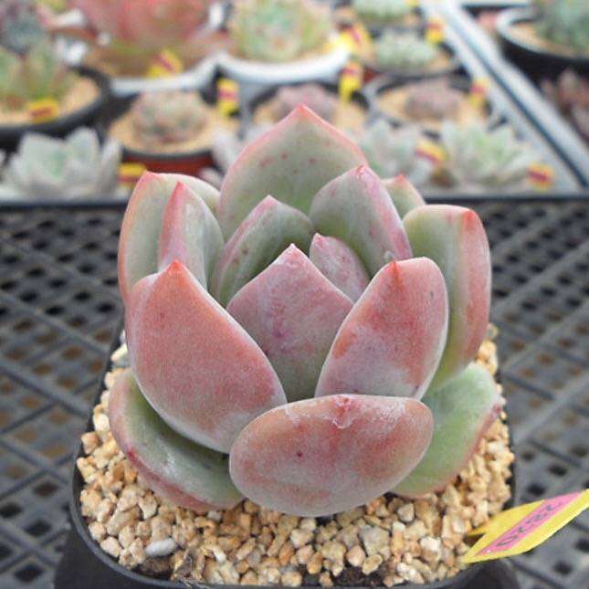 pink champagne succulent Echeveria Pink Champagne, (Not so Random)