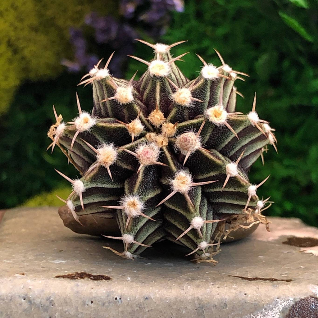 Gymnocalycium Friedrichii  Cedar Creek Farmhouse