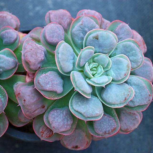 succulent that looks like water drops Echeveria Raindrops, Double, Huge, (Not so Random) – Cedar Creek Farmhouse
