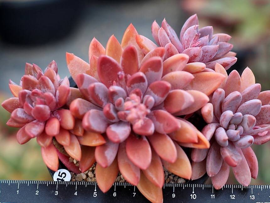 sugar succulents visalia ca PRESALE Echeveria Sugar Jelly Cluster, (Not so Random) – Cedar Creek  Farmhouse