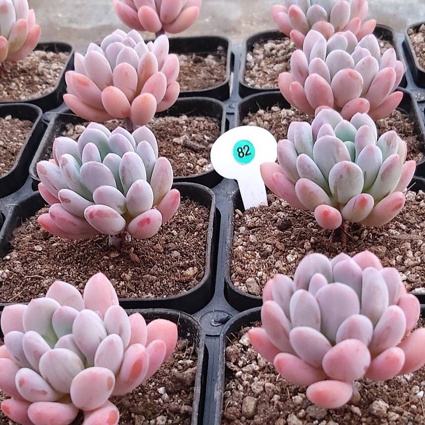 Pachyveria Pachyphytoides Walth, (Random) – Cedar Creek Farmhouse