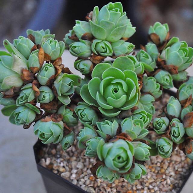 RESERVED) Greenovia Dodrentalis – Cedar Creek Farmhouse