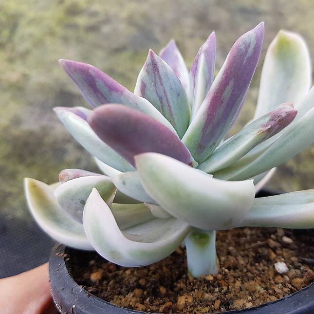 fred ives succulent for sale Graptoveria Fred Ives, Variegata, (Not so Random) – Cedar Creek Farmhouse