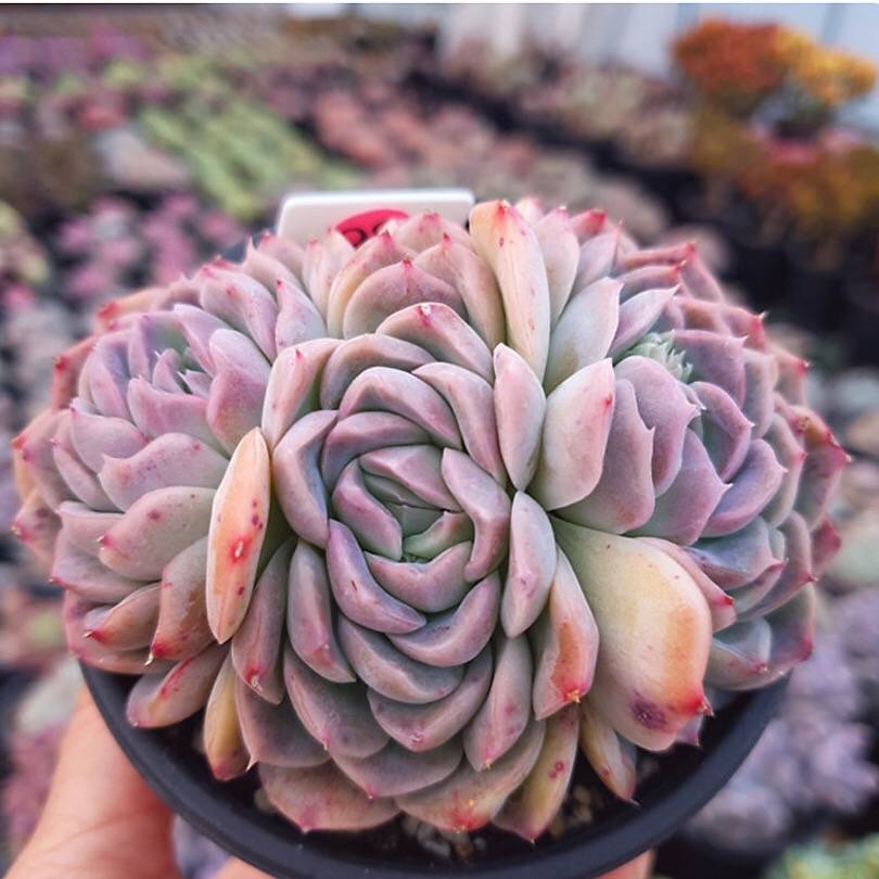 primrue succulent PRESALE Echeveria Primera Cluster, (Not so Random) – Cedar Creek Farmhouse