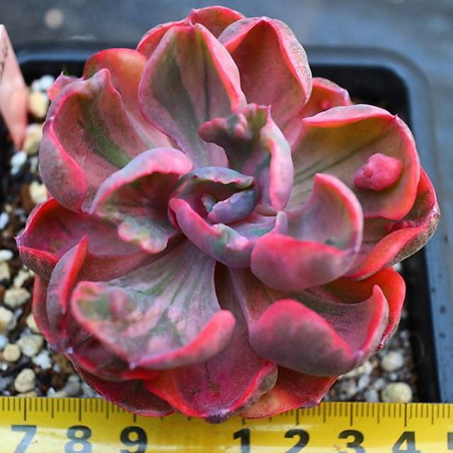 beyonce succulent Echeveria Beyonce Rainbow, (Not so Random)