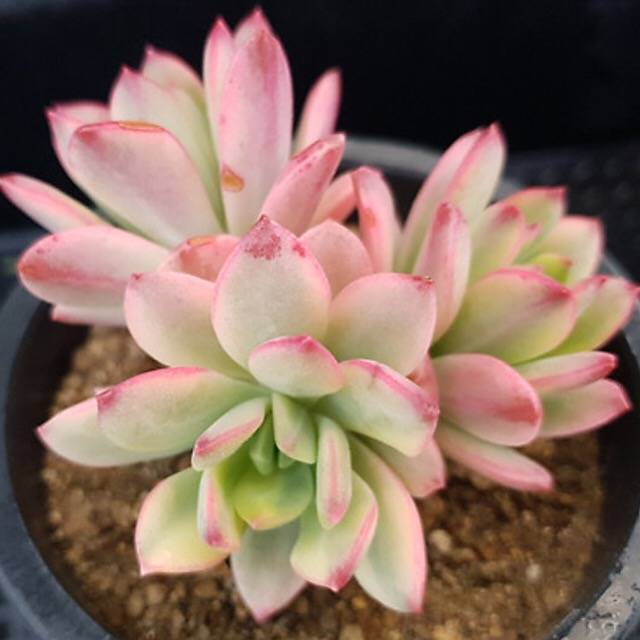 minibelle succulent PRESALE Echeveria Mini Belle, (Random) – Cedar Creek Farmhouse