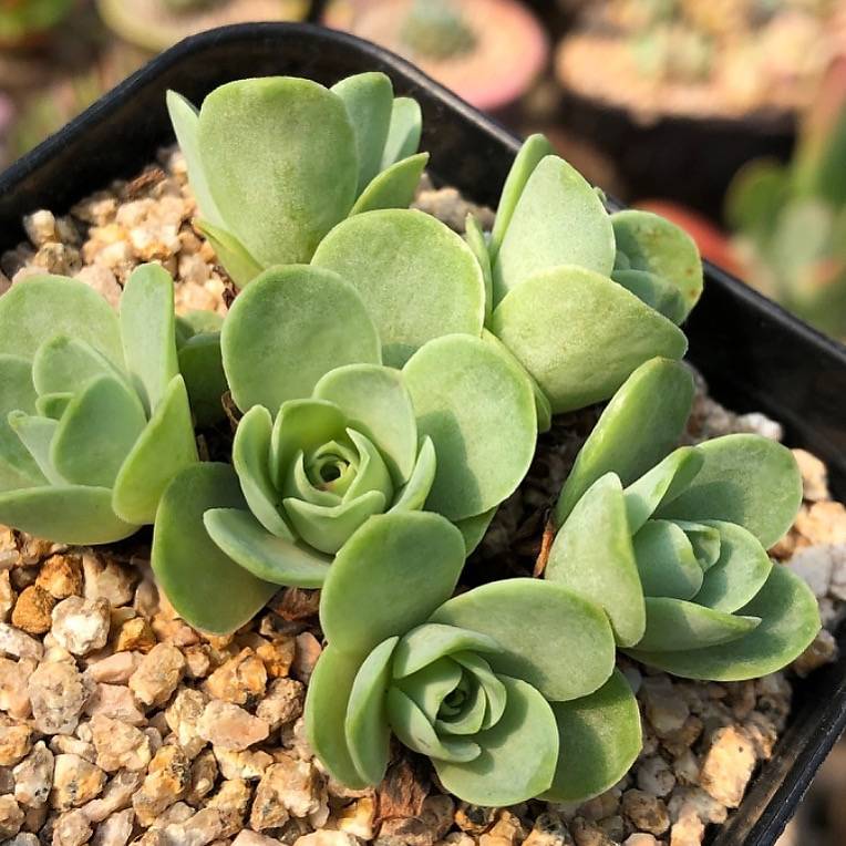 greenovia dodrantalis succulent Greenovia Dodrantalis, Small Cluster, (Video) – Cedar Creek Farmhouse