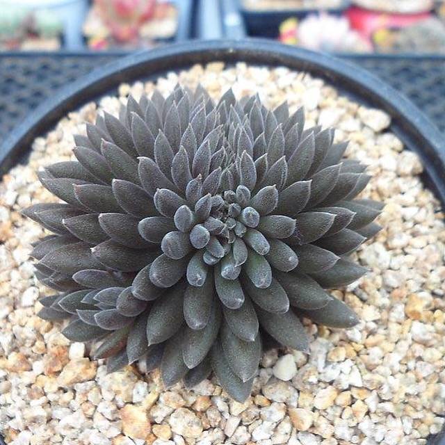 yunnanensis succulent Sinocrassula Yunnanensis, (Not so Random) – Cedar Creek Farmhouse