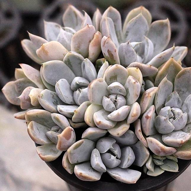 bunny succulent plants for sale Echeveria Snow Bunny, Cluster – Cedar Creek Farmhouse