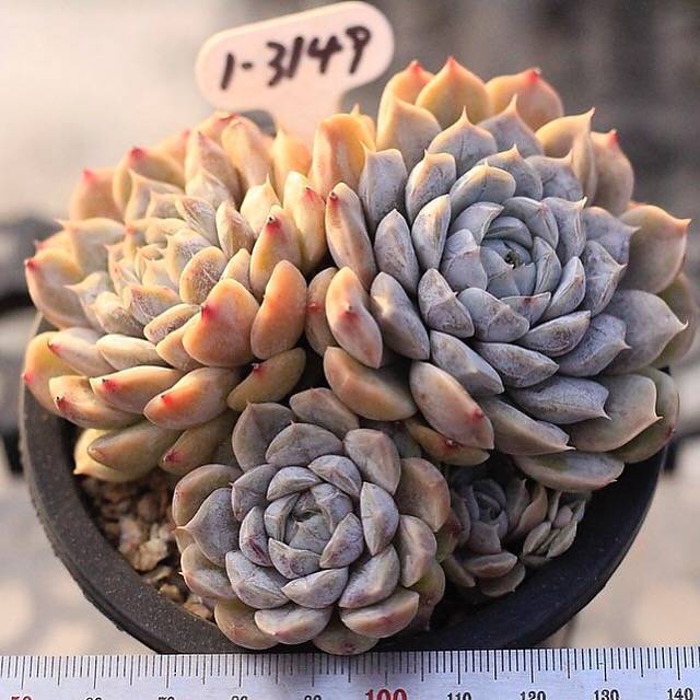 succulents maryo Echeveria Mary Bell, (Not so Random) – Cedar Creek Farmhouse