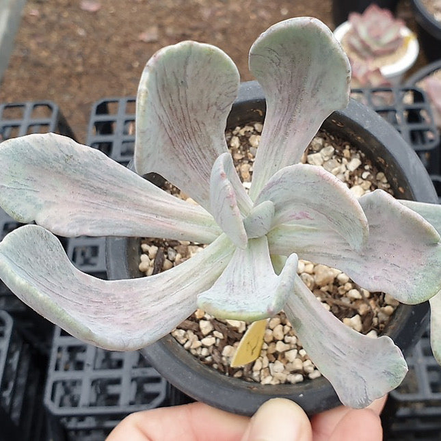 jocelyn's joy succulent Pachyveria Jocelyn's Joy, (Video)