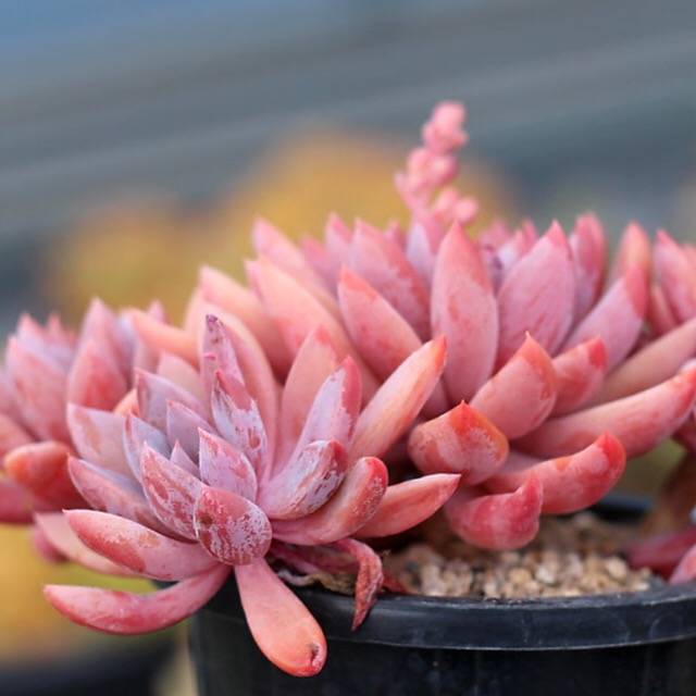 sugar jelly succulent PRESALE Echeveria Sugar Jelly Cluster, (Not so Random)