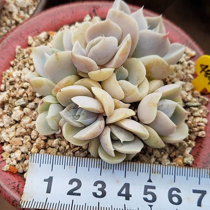 PRESALE Echeveria Snow Bunny, Cluster, (Not So Random) – Cedar