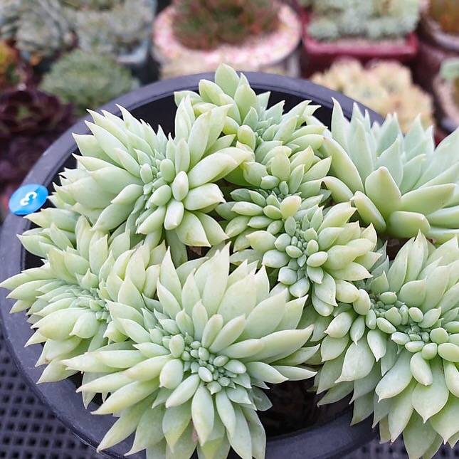 fanfare succulent Graptoveria Fanfare, Cristata, (Random) – Cedar Creek Farmhouse