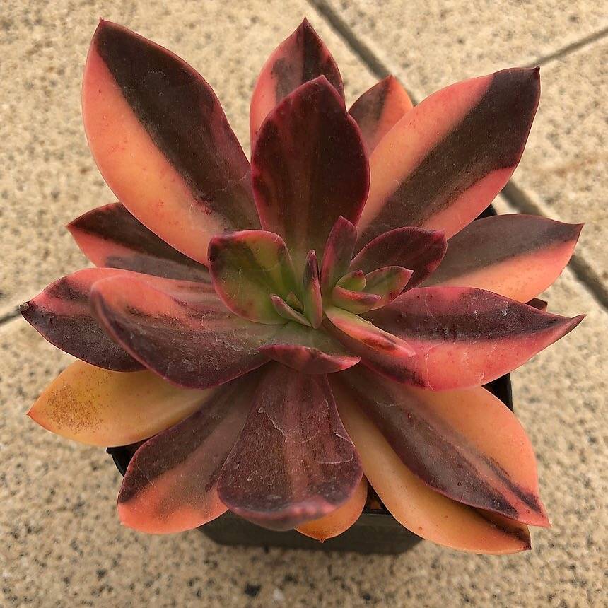PRESALE Echeveria Hanaikada, Variegata, (Not So Random) – Cedar