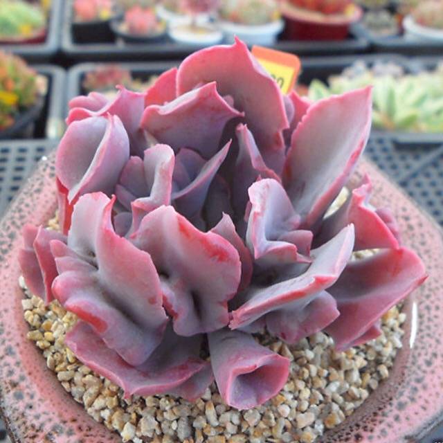 trumpet pinky succulent PRESALE Echeveria Trumpet Pinky, (Not so Random) – Cedar Creek Farmhouse