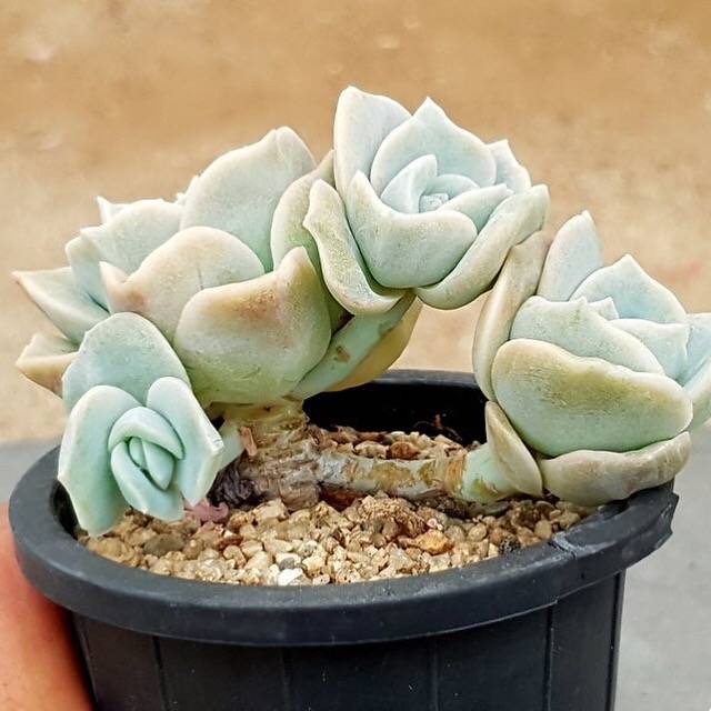 succulent lovely rose PRESALE Echeveria Lovely Rose, Cluster, (Not So Random) – Cedar Creek  Farmhouse