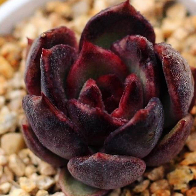echeveria black rose succulent PRESALE Echeveria 'Black Rose' – Cedar Creek Farmhouse