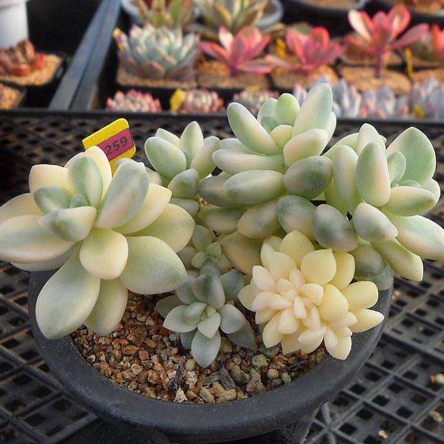 titubans variegated succulent Graptoveria Titubans RARE CRISTATA!, Cluster, (Not so Random) – Cedar Creek  Farmhouse