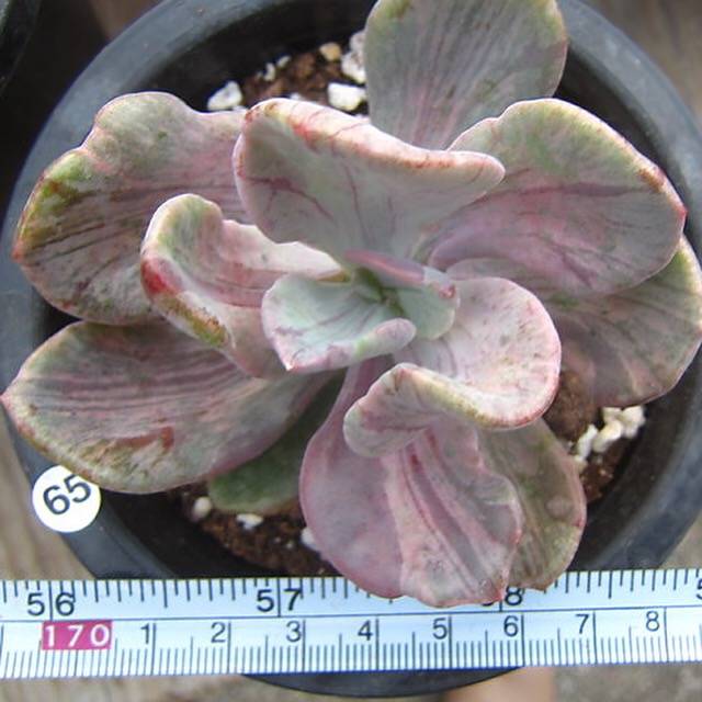 jocelyn's joy succulent PRESALE Pachyveria Jocelyn's Joy, Variegata, (Random)