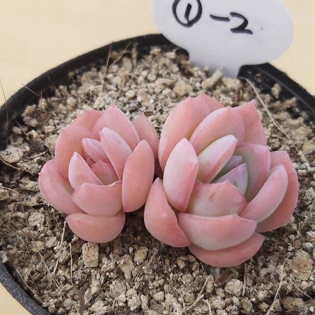suryeon succulent PRESALE Echeveria Suryeon, (Random) – Cedar Creek Farmhouse