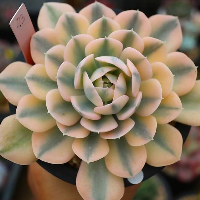 Echeveria Akaihosi, Variegata – Cedar Creek Farmhouse