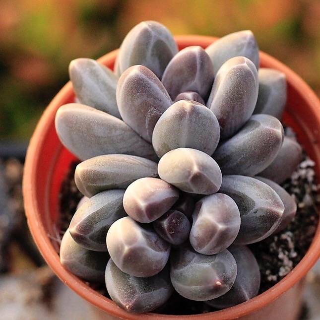 pachyphytum compactum succulent PRESALE Pachyphytum Compactum Hybrid