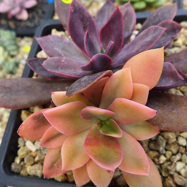 PRESALE Echeveria Hanaikada, Variegata, (Not so Random) – Cedar