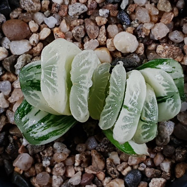Haworthia Truncata, Variegata
