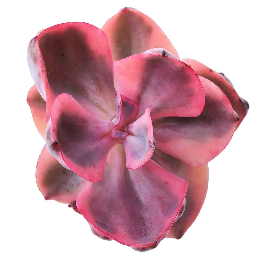 Sale! Echeveria Golden State, Variegata – Cedar Creek Farmhouse