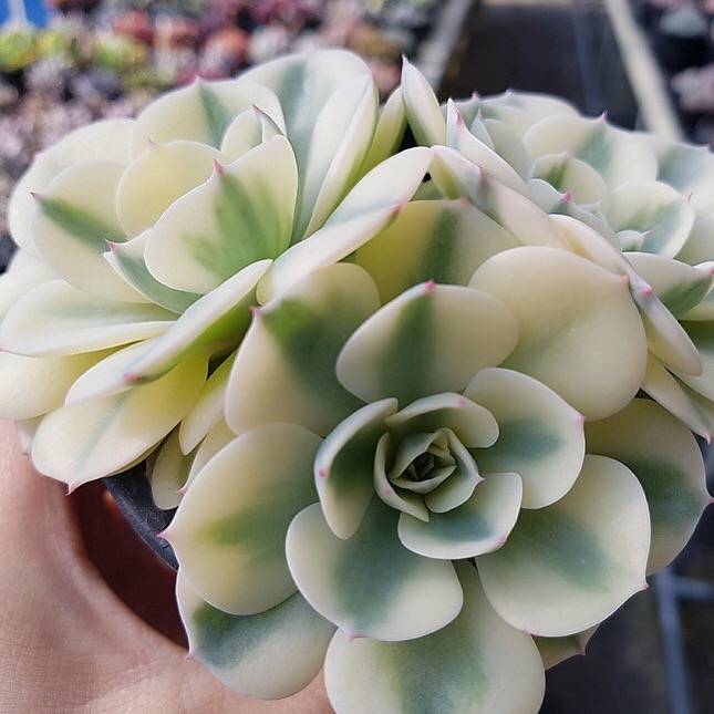 lenore dean succulent REPLACEMENT) Echeveria Lenore Dean Cluster – Cedar Creek Farmhouse