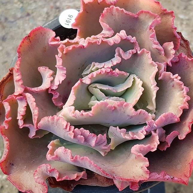 cleopatra succulent PRESALE Echeveria Cleopatra, (Not so Random)