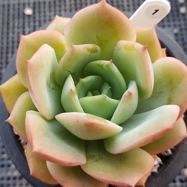 echeveria succulent tree Echeveria Lemon Tree, (Not so Random) – Cedar Creek Farmhouse