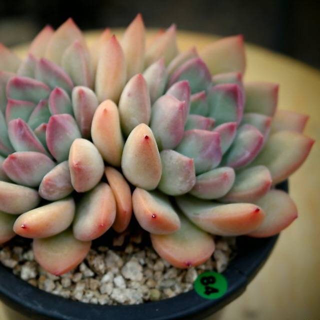 chubby succulents PRESALE Echeveria Chubby Lips, (Not so Random) – Cedar Creek Farmhouse