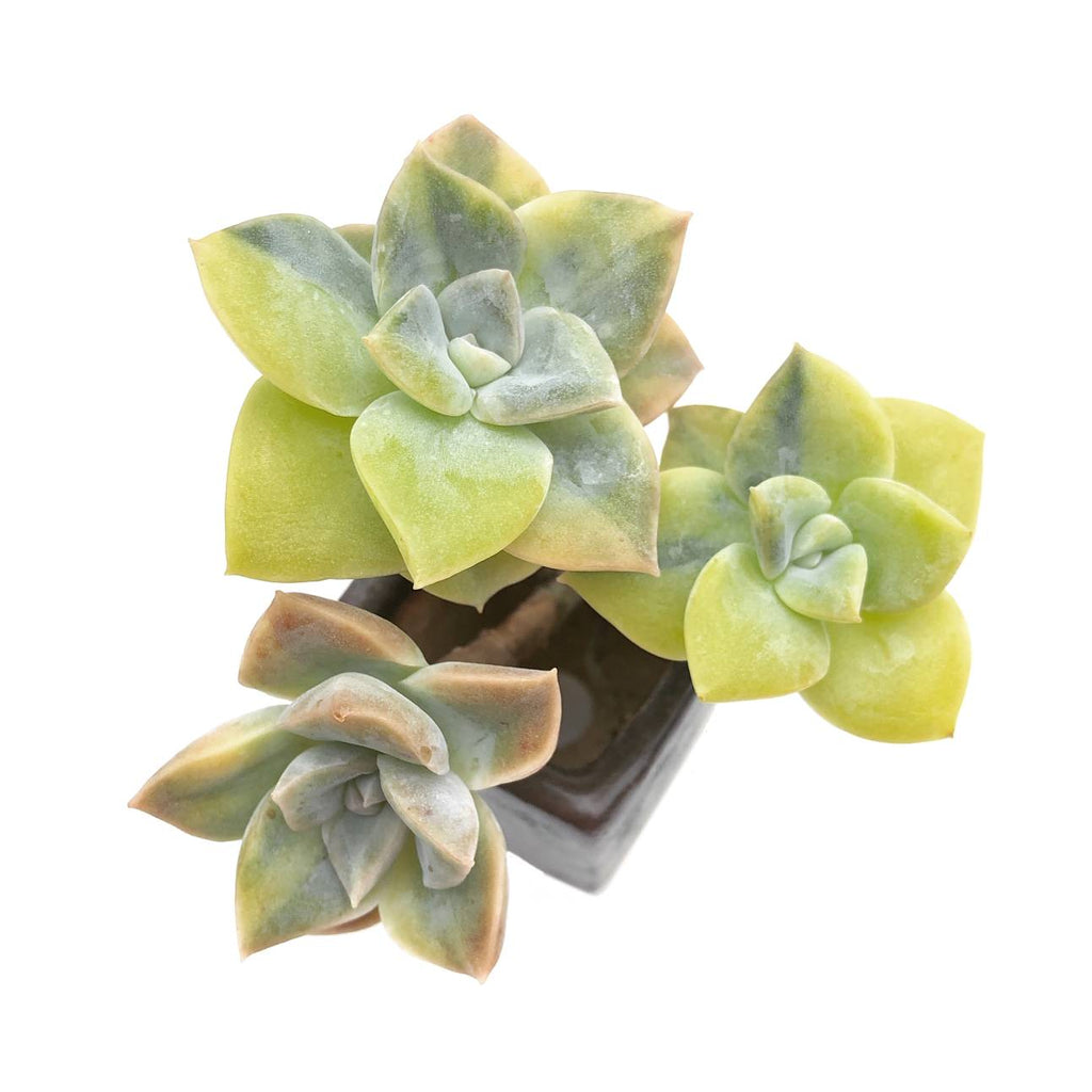 harry & david succulents Graptoveria Harry Watson, Variegata, Triple – Cedar Creek Farmhouse