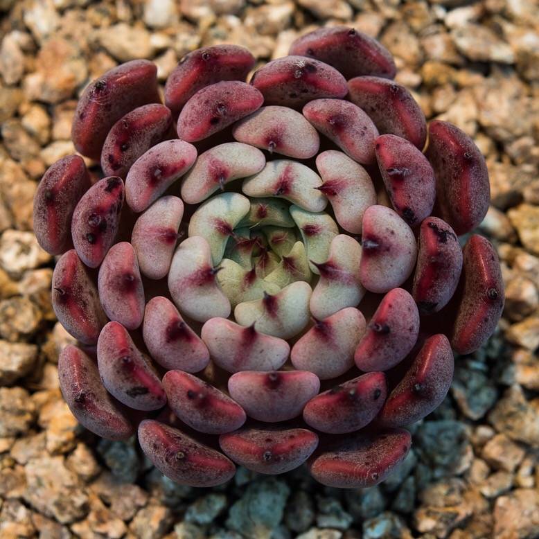 hwaga succulent Hwaga Original Hybrid- PRESALE Echeveria Pablo