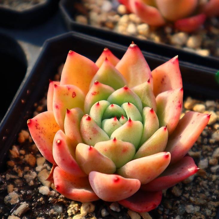 Echeveria Rajoya