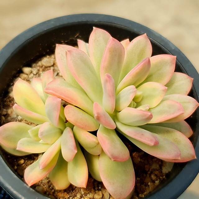 minibelle succulent PRESALE Echeveria Mini Belle, Variegata, (Not so Random)