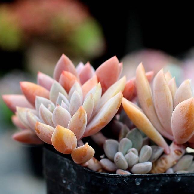 sugar jelly succulent PRESALE Echeveria Sugar Jelly Cluster, (Not so Random)
