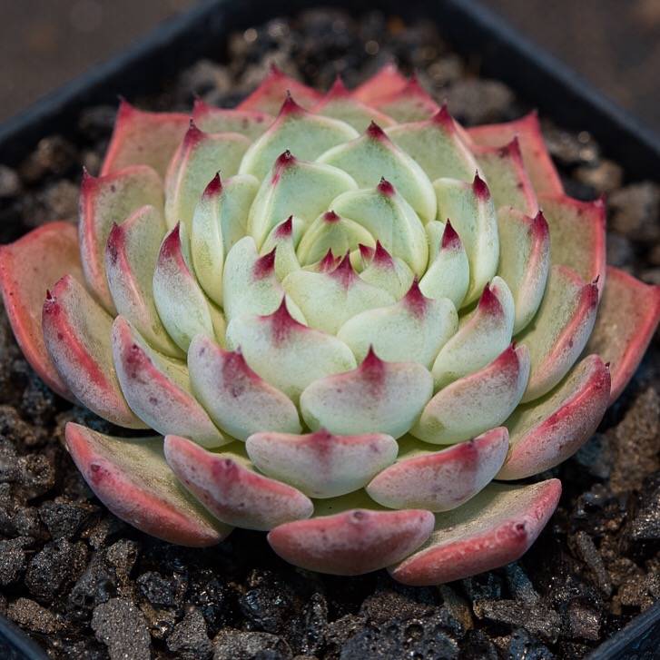 hwaga succulent Hwaga Original Hybrid- PRESALE Echeveria Astro