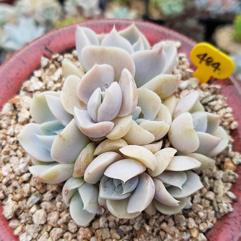 PRESALE Echeveria Snow Bunny, Cluster, (Not So Random) – Cedar