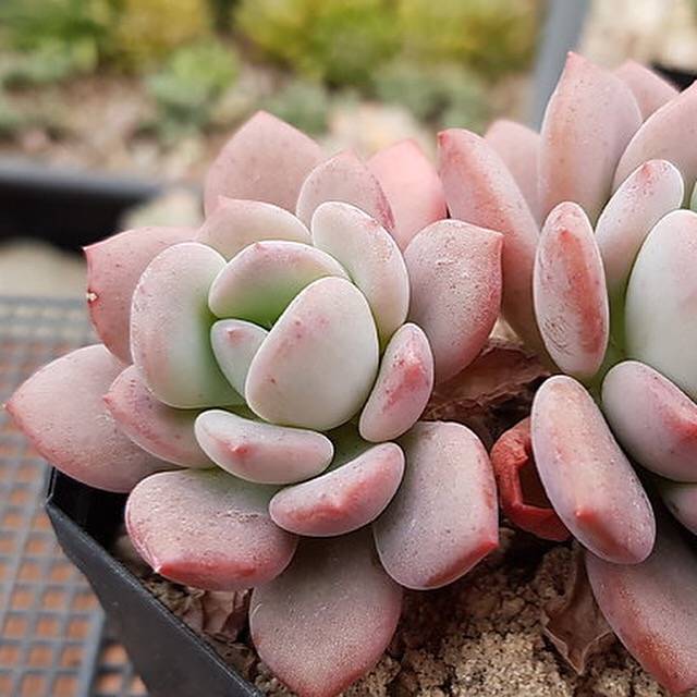 ice cream succulent PRESALE Echeveria Ice Cream Cluster, (Random)