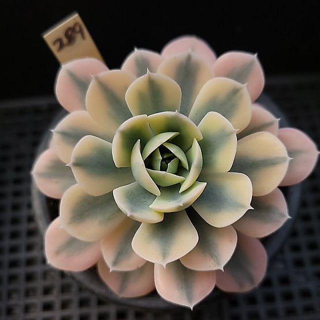 Echeveria Akaihosi, Variegata, (Video) – Cedar Creek Farmhouse