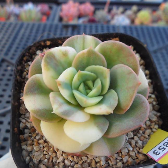 RESERVED) Echeveria Nicksana, Variegata – Cedar Creek Farmhouse