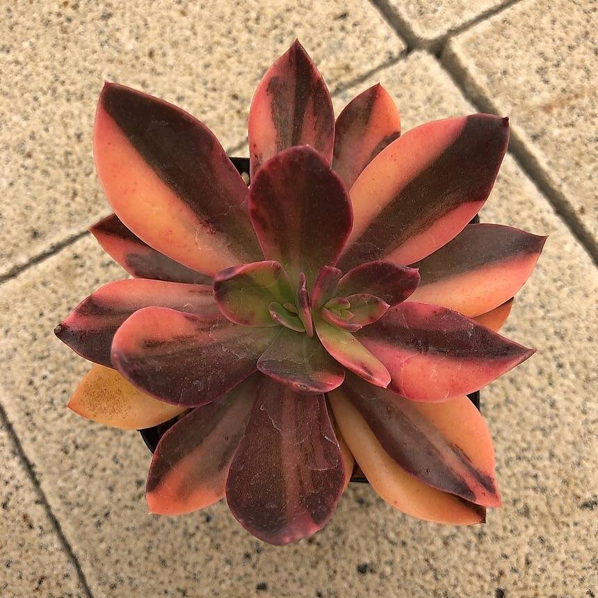 PRESALE Echeveria Hanaikada, Variegata, (Not So Random) – Cedar