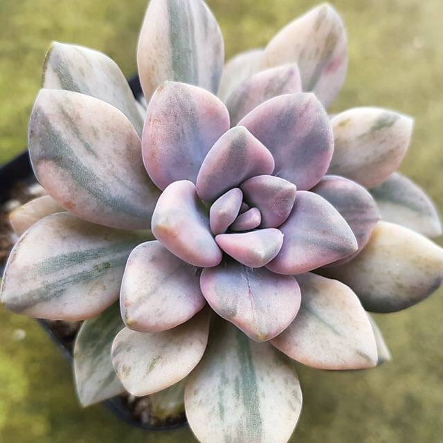 Pachyveria Pachyphytoides, Variegata, (Not so Random) – Cedar Creek ...