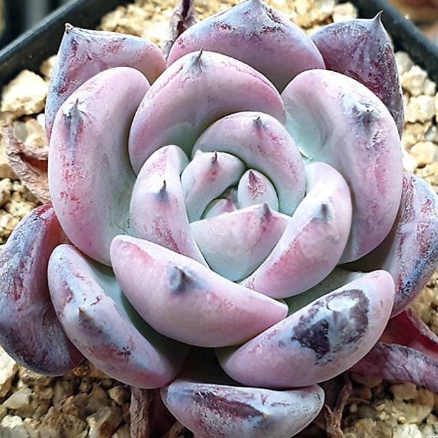 RESERVED) Echeveria Black Sabbath – Cedar Creek Farmhouse